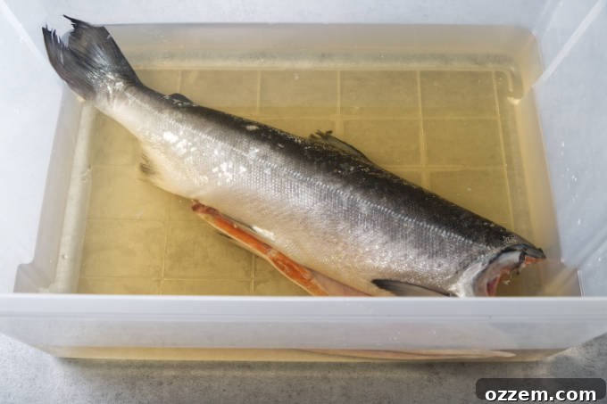 Grilled Whole Salmon Made Simple 7 A whole salmon in a brine solution.